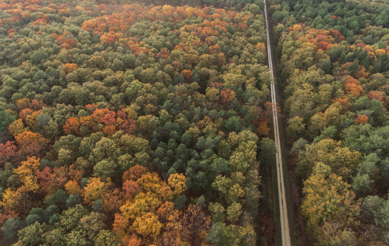 Forêt de Chinon en automne©N. Van Ingen