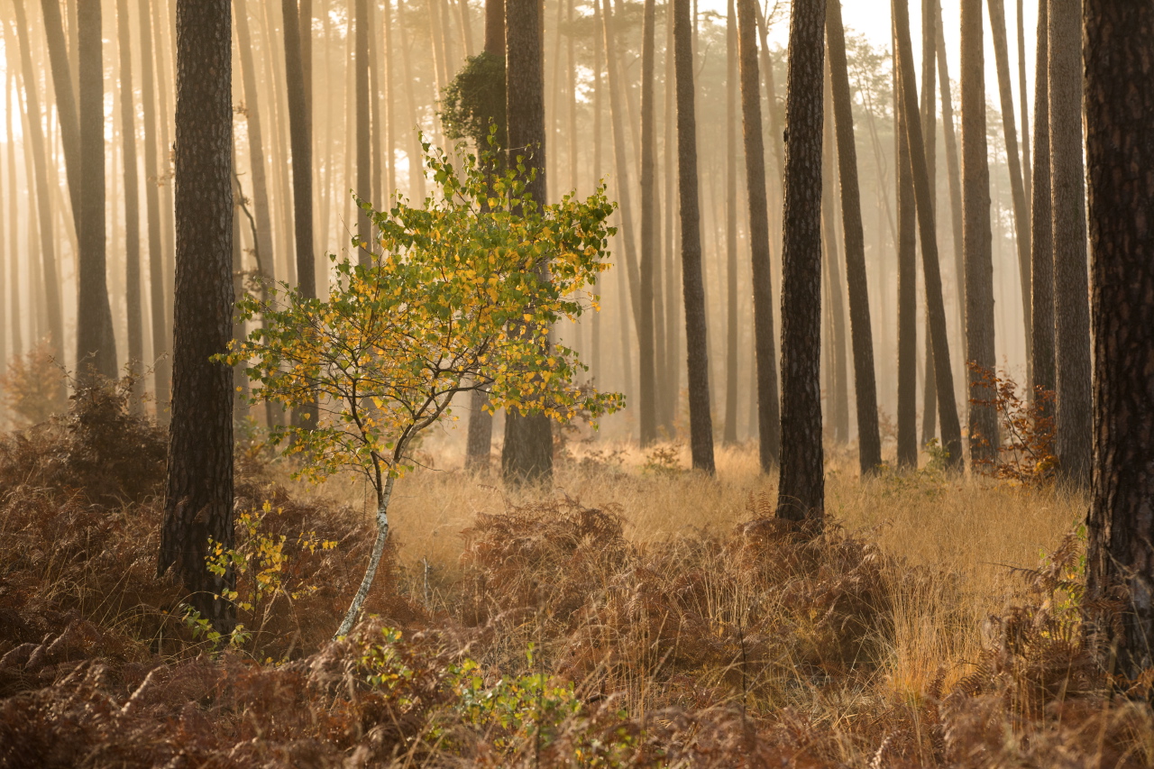 Allée forestière du Forêt de Chinon©N. Van Ingen