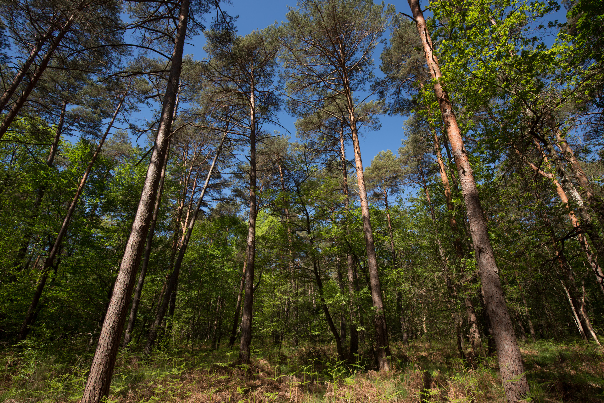 Forêt mixte de feuillus (chênes) et de conifères (pins sylvestres)©N. Van Ingen